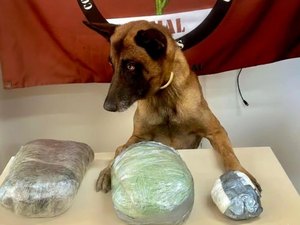 Cocaína e maconha são apreendidas em van de transporte complementar em Jaramataia