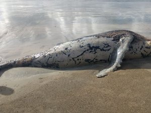Carcaça de baleia jubarte é encontrada na praia de Japaratinga