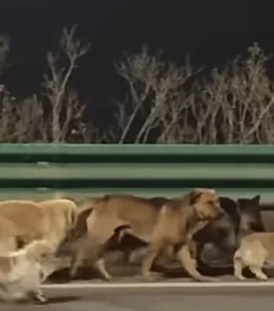 Fuga heroica: 7 cães roubados percorrem 17 km para voltar ao lar