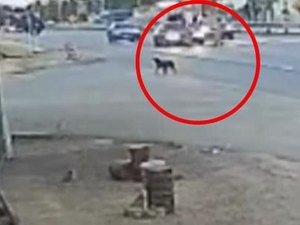 Dupla atropelada em faixa de pedestre na AL-101 Sul segue internada no Hospital Geral do Estado