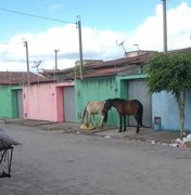 Cavalos soltos incomodam moradores de conjunto residencial em Arapiraca