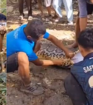 Homem é morto após ser engolido por píton de 8 metros na Indonésia; veja