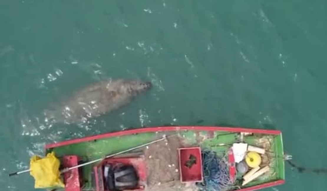 Peixe-boi e tartaruga marinha são avistados no mar da praia de Garça Torta