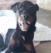 Caso Dogão: suspeitos de enterrar cachorro vivo são multados em R$ 14 mil