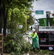 Saiba como solicitar poda e supressão de árvores em casos de risco de queda