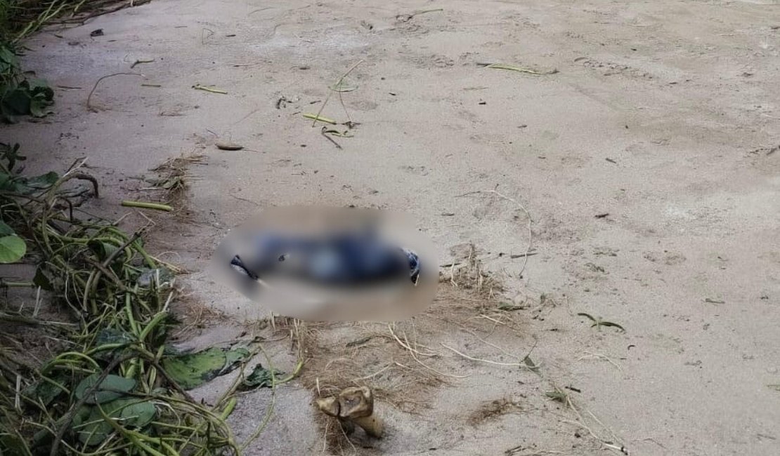 Polícia Científica atua para identificar ossada encontrada em praia de São Miguel dos Milagres