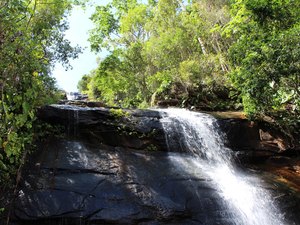 Dados mostram perda de floresta natural no país; confira como está AL