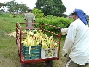 Colheita na horta orgânica do sistema prisional rende cinco mil espigas de milho