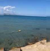[Vídeo] Cachorro pula no mar e morde cauda de tubarão