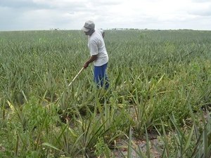 Desenvolve garante recurso para fomento da cultura do abacaxi em Coruripe
