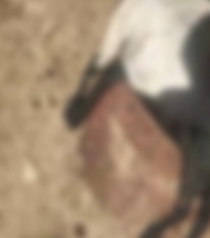 Criadores relatam novo ataque a ovelhas e temem 'chupa-cabra' no Agreste