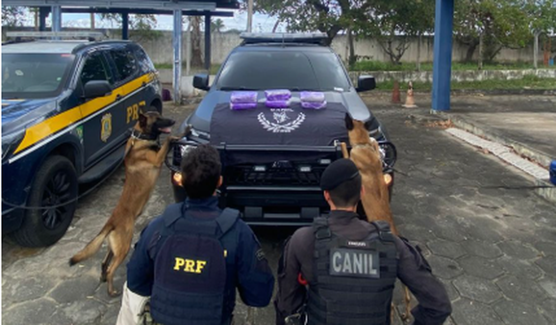 Homem é preso com 6,1 kg de skunk dentro de ônibus em São Sebastião