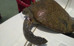 Tartaruga marinha enroscada em lixo é resgatada em Maragogi