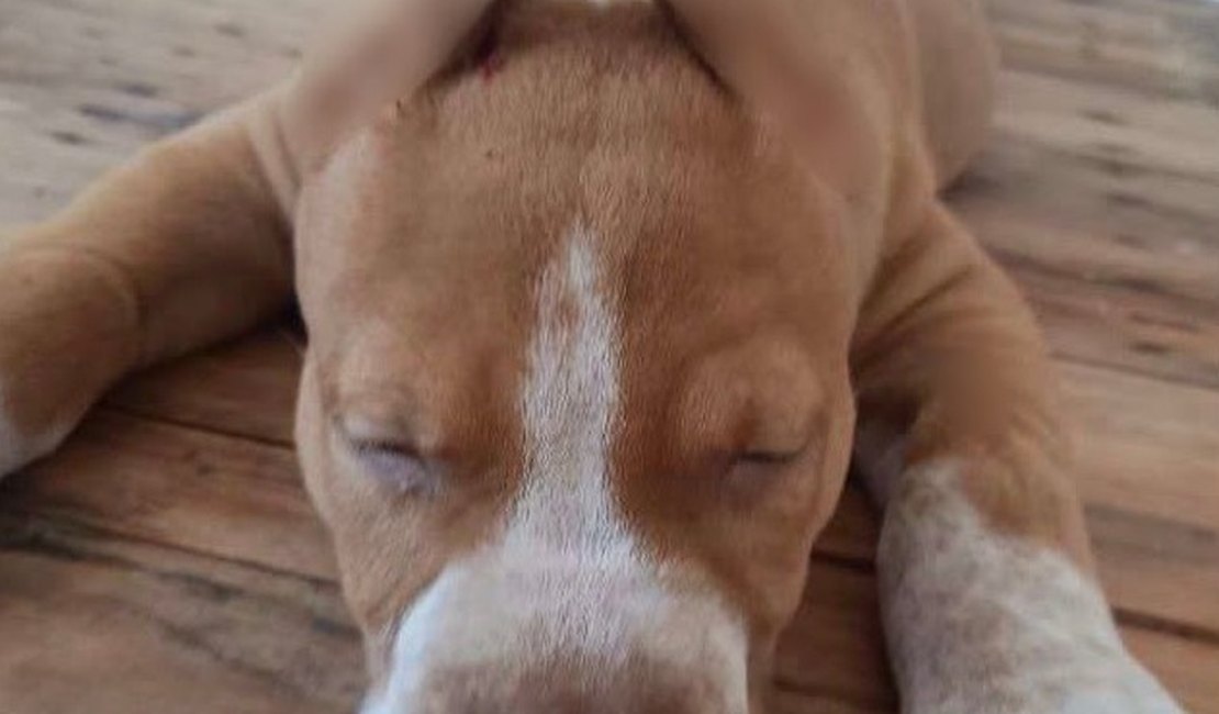 Homem é indiciado por anunciar 'serviço' de corte de orelhas de cães em Maceió