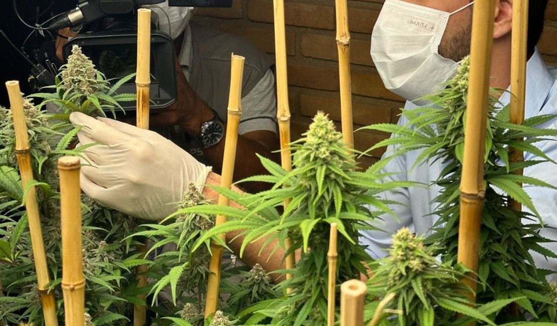 OAB/AL destaca avanços com aprovação da regulamentação do cultivo medicinal da Cannabis