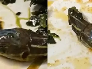 Vídeo: cabeça de cobra achada em comida de avião assusta comissária