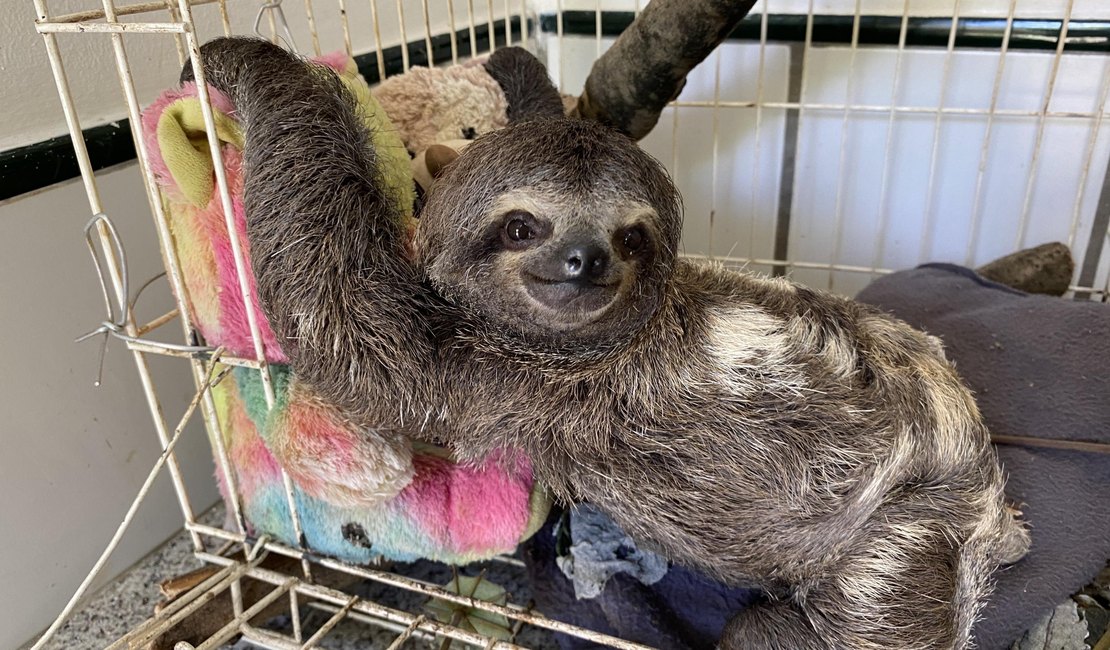 IMA arrecada doações para cuidar de animais silvestres resgatados