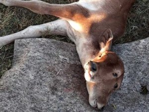 Bezerro nasce com duas cabeças em fazenda no interior de Goiás