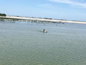 Animal é encontrado morto dentro de praia em Marechal Deodoro