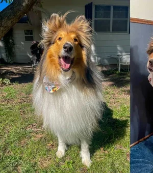 Cachorro paralisado por doença incurável comove a web em vídeo fofo