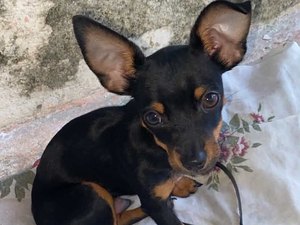 Família procura cachorro desaparecido em Arapiraca após possível fuga