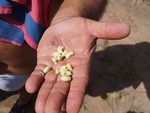 Barriga Cheia ocupa áreas ociosas e garante alimento para o agricultor familiar