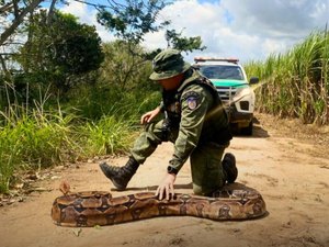 Polícia Militar destaca a apreensão e resgate de seis mil animais silvestres em 2024