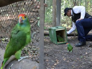 [Vídeo] Papagaios Chauás avançam para fase final antes da soltura em Alagoas
