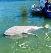 [Vídeo] Filhote de baleia-jubarte é encontrado morto no Porto de Maceió