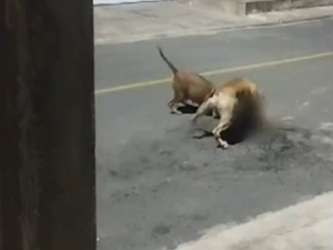 [Vídeo] Pitbulls matam gato e aterrorizam moradores da Barra Nova