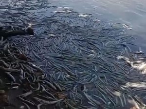 Dezenas de peixes aparecem mortos na Lagoa Mundaú