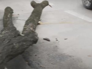 Árvore cai e deixa trânsito lento na Avenida Jatiúca