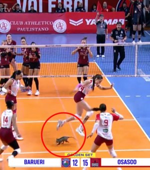Gambá invade quadra durante semifinal entre Osasco e Barueri pelo Paulista de Vôlei