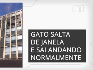 Gata salta de quinto andar e sai correndo para escapar de incêndio nos EUA