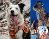 Cão que resgatou vítimas de terremoto na Venezuela ganha estátua