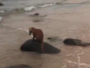 [Vídeo]: Quati é visto nadando em praia de Riacho Doce, em Maceió