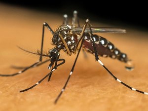 31% dos brasileiros acreditam que a dengue 'deixou de existir' na pandemia