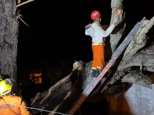 Raio atinge árvore centenária que desaba em residências na cidade de Santana do Ipanema