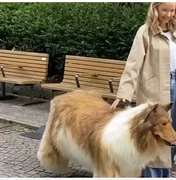 Japonês que pagou R$ 75 mil para 'virar' cachorro faz 1º passeio; assista
