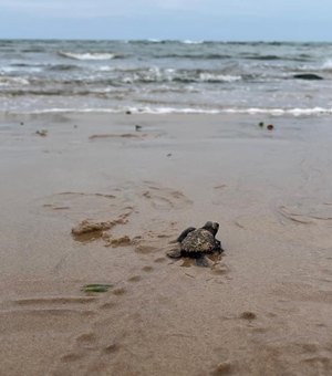 [Vídeo] Instituto Biota realiza soltura de 142 filhotes de tartaruga-de-pente em Riacho Doce