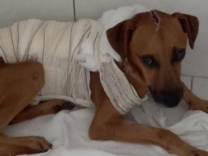 Cachorro queimado em Penedo recebe alta e precisa de um novo lar para viver