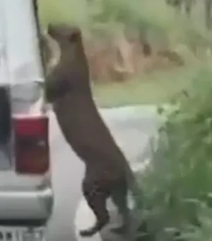 Menino é atacado por leopardo durante safari: 'Lesões profundas'