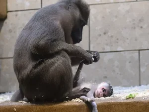 Macaca passa três dias velando corpo de bebê que morreu em zoológico