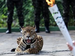 Promotoria militar abre inquérito sobre execução de onça exibida com tocha