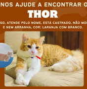 Arapiraca: Tutora de gato chamado Thor procura por animal que está desaparecido