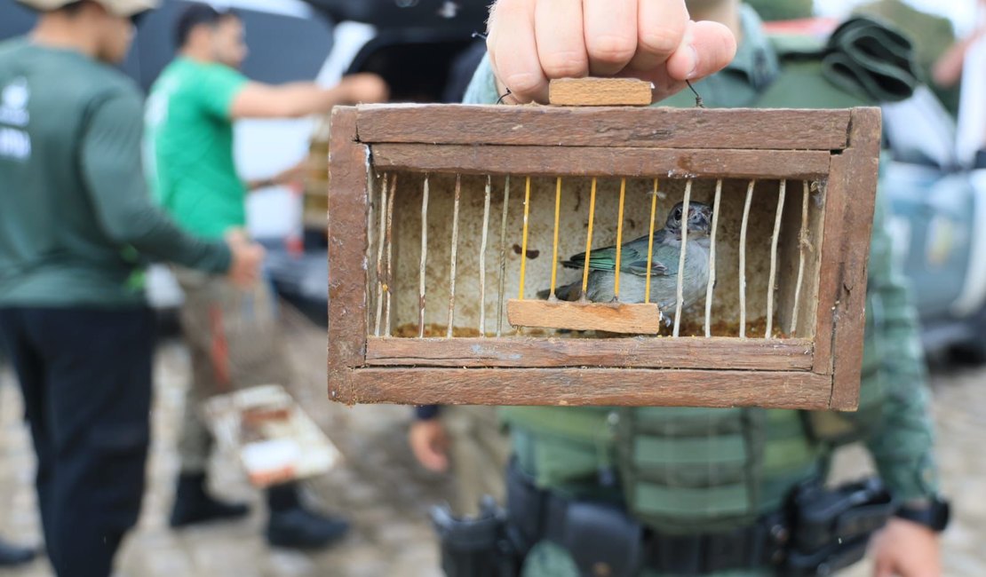 [Vídeo] FPI resgata 26 animais silvestres vítimas de maus-tratos em feira livre na zona rural de Palmeira