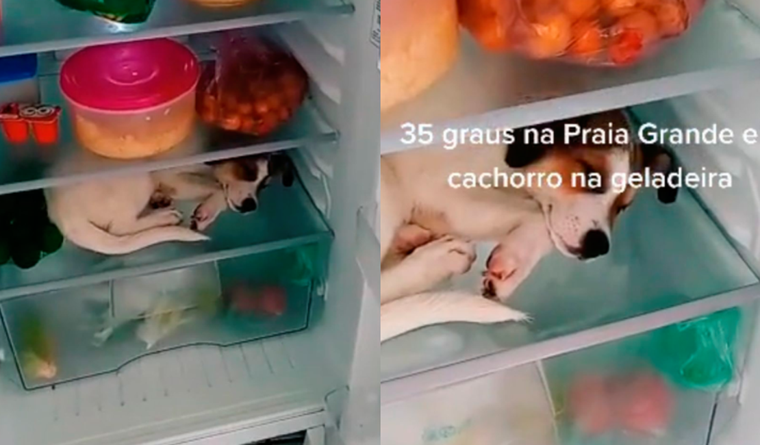 Cachorra dorme dentro de geladeira para suportar calor de 35ºC e vídeo viraliza