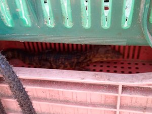  [Vídeo] Moradores encontram filhote de jacaré e acionam os Bombeiros, em Arapiraca