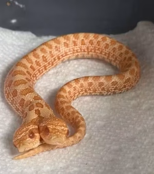 Cobra rara surpreende ao nascer com duas cabeças, que brigam entre si
