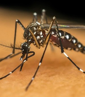 31% dos brasileiros acreditam que a dengue 'deixou de existir' na pandemia